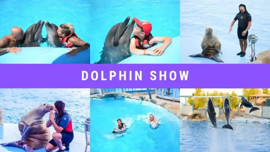 Hurghada Dolphin Experience | Unforgettable Moments with the Sea’s Friendliest Creatures