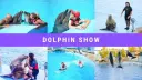 Hurghada Dolphin Experience (VIP) | Unforgettable Moments with the Sea’s Friendliest Creatures 